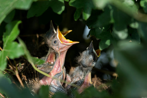 Waarom nestpotten essentieel zijn voor vogels