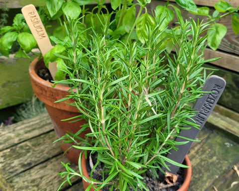 Rust en inspiratie in de tuin