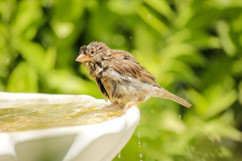 Zomertuinen en het belang van water
