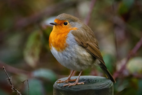 Maak je tuin klaar voor het vroege voorjaar