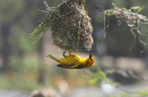 Vrolijke vogels: zo kun je een vogelnestpot het best ophangen