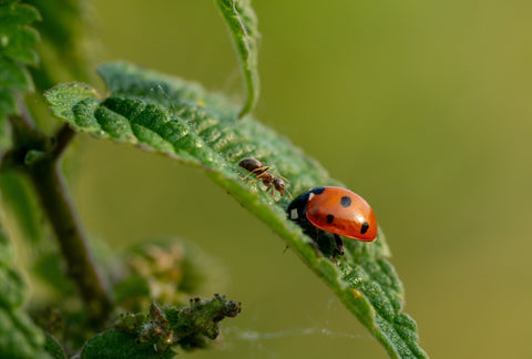 Alles over biodiversiteit: zo zorg je voor meer leven in de tuin