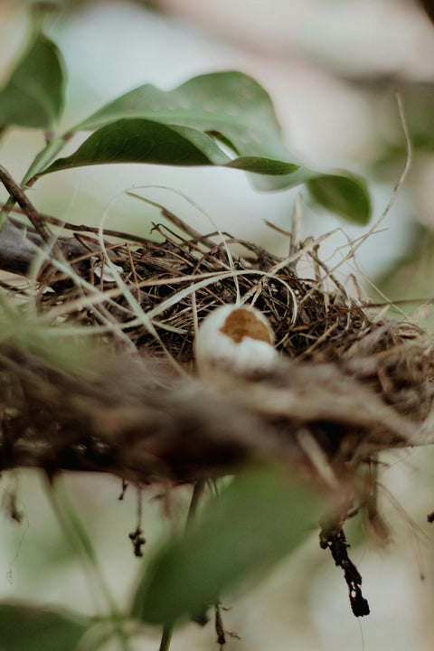Nieuw leven in de tuin: zo help je de natuur in de lente