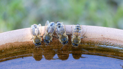 Biodiversiteit in tuinen tijdens de zomer