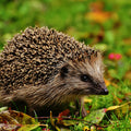 egel