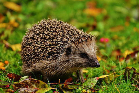 egel