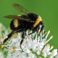 hommel