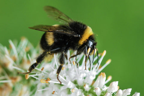 hommel