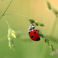 lieveheersbeestje