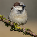 huismus
