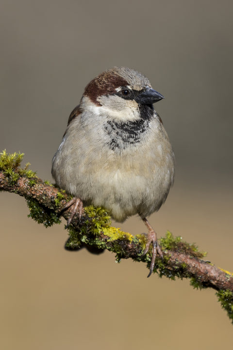 huismus
