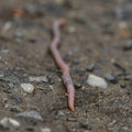 regenworm