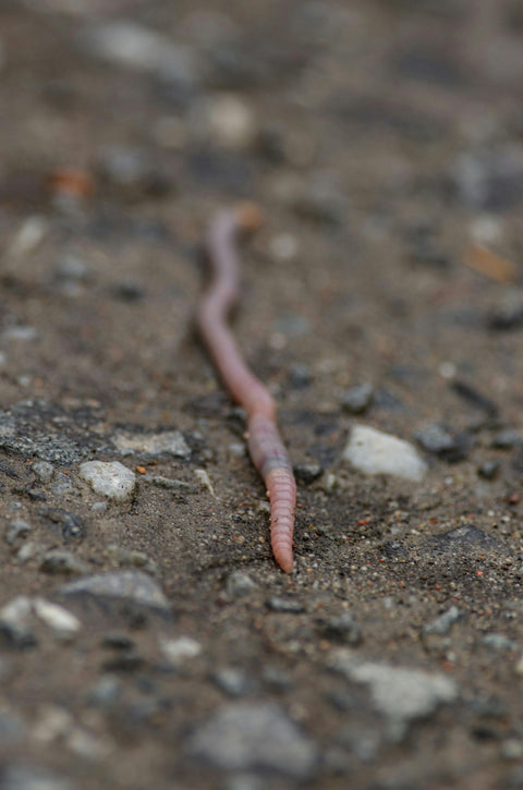 regenworm